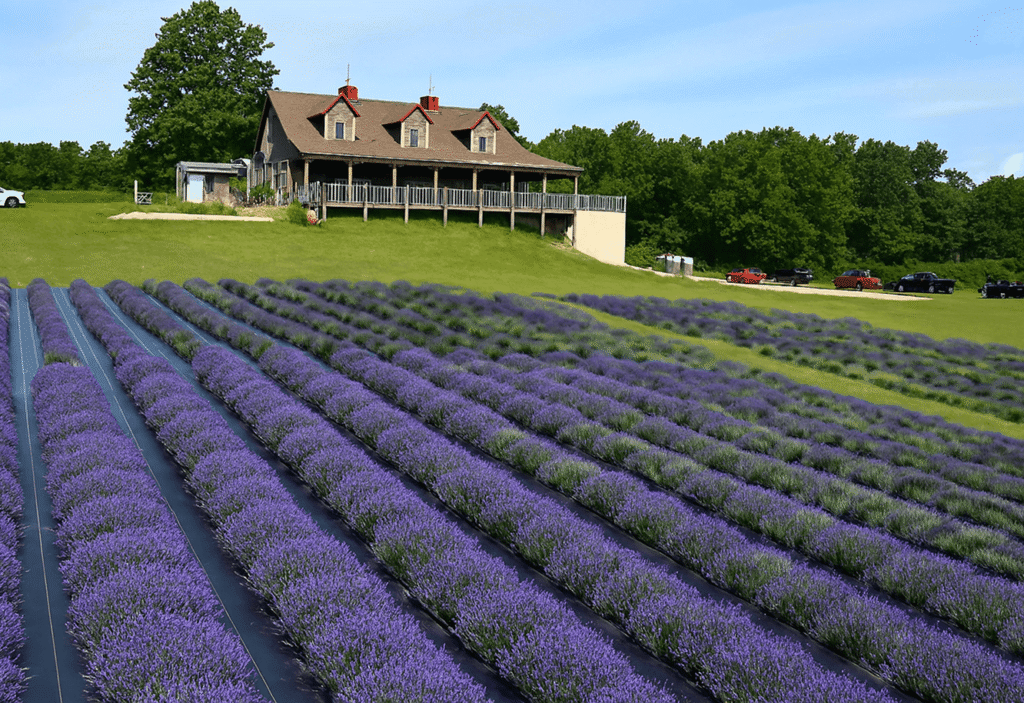 Lavender field in neat rows with rustic house on hill under clear blue sky